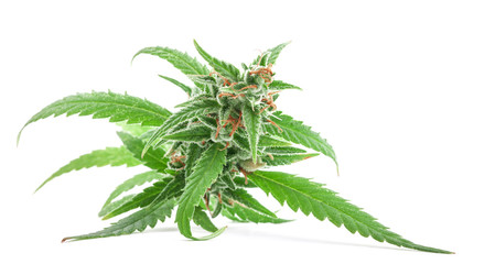 Fresh Medical marijuana isolated on white background. Therapeutic and medicinal cannabis - obrazy, fototapety, plakaty