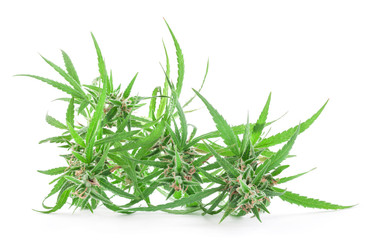 Fresh Medical marijuana isolated on white background. Therapeutic and medicinal cannabis