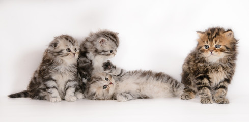 Beautiful fluffy beautiful kittens on a white background