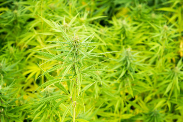 canabis on marijuana field ganja farm sativa leaf weed medical hemp hash plantation cannabis legal or illegal drug