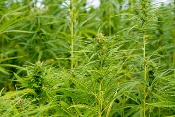canabis on marijuana field ganja farm sativa leaf weed medical hemp hash plantation cannabis legal or illegal drug