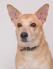 Portrait of a purebred dog on a white background