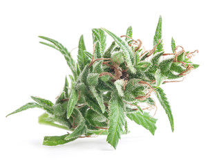 Fresh Medical marijuana isolated on white background. Therapeutic and medicinal cannabis
