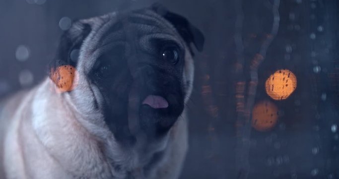 Alone, sad, pensive pug dog looking through the  window. Dark bad rainy weather.  Cute fun face. Loneliness, sadness concept.  Waiting for owner to come home. Doesn't want to go for a walk outside. 