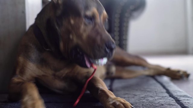 Rottweiler Brazilian Mastiff mix dog playing and chewing toys, closeup