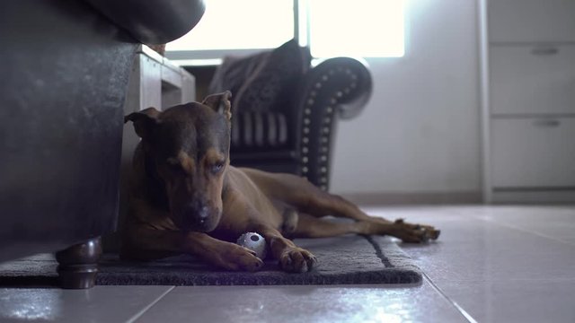 Rottweiler Brazilian Mastiff mix dog playing and chewing toys inside house in lounge