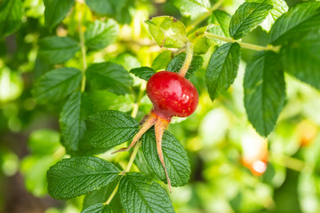 Dog-rose red berries in park at summer