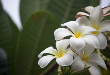 White Plumeria flowers are blooming on the tree