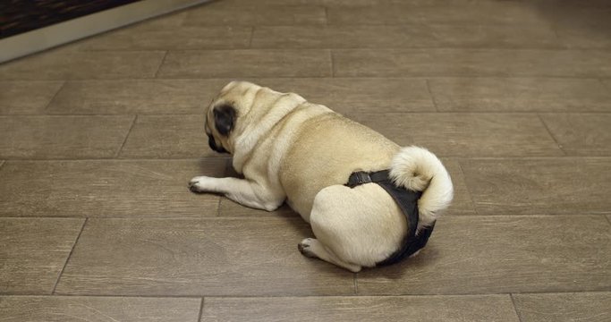 Female pug dog in heat, wearing diapers. Estrus, menstruation cycle. Turning from behind and looking at the camera, lying on the floor