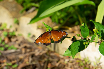 A Male Queen Butterfly (Danaus gilippus) feeding in a butterfly garden at Audubon of Martin County, Florida, USA