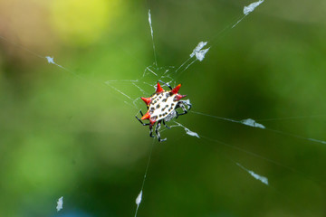 A red and yellow Spinybacked Orbweaver spider (Gasteracantha cancriformis) on its web at the Audubon of Martin County, Stuart, Florida, US