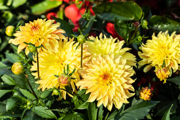 Beautiful yellow dahlia Lake Ontario flowers in summer garden