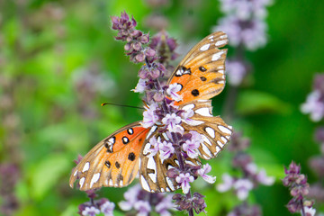 Gulf Fritillary Butterfly (Agraulis vanillae) on basil flowers in Stuart, Florida, USA