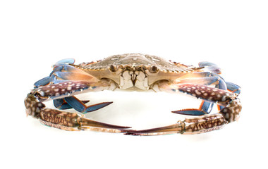 Blue swimming crab sea food on white background.