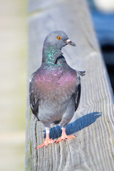 Feral Rock Pigeon (Columba livia var. domestica) standing on a wood railing at Indian Riverside Park in Jensen Beach, Florida, USA