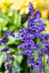 Beautiful blue flowers of salvia officinalis at summer