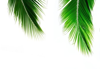 Fototapeta na wymiar palm coconut leaves on white background