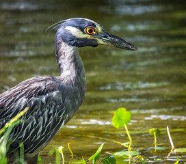 Yellow-crowned night heron closeup by a pond!!
