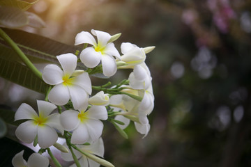 Fototapeta premium White Plumeria flowers are blooming on the tree
