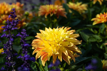 Beautiful yellow dahlia Lake Ontario flower in summer garden