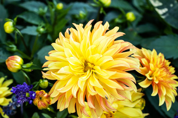 Beautiful yellow dahlia Lake Ontario flower in summer garden