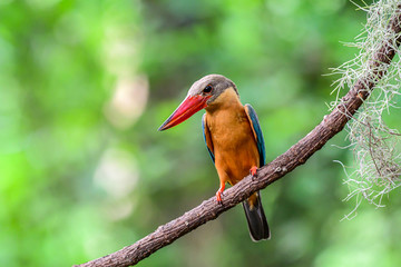 Stork-billed Kingfisher perching on branch of tree