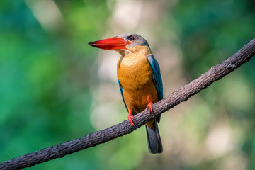 Stork-billed Kingfisher perching on branch of tree