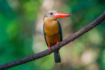 Stork-billed Kingfisher perching on branch of tree