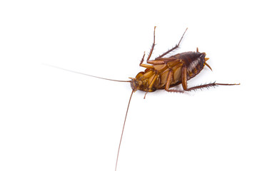 Closeup Dead Cockroach on white background