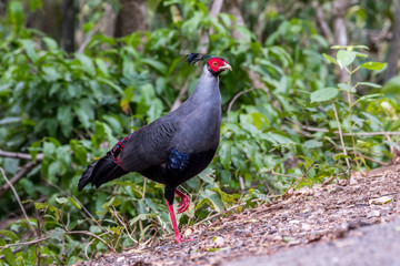 Siamese Fireback (Lophura diardi), Thailand's National Bird