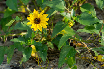 Yellow Dune Sunflower (Helianthus debilis) plant growing in a scrub habitat in Boynton Beach, Palm Beach County, Florida, USA