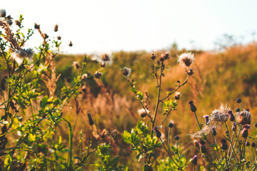 Autumn landscape with thistle flowers in the foreground