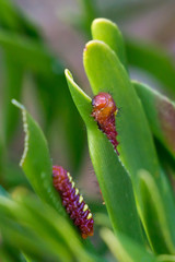 Atala Butterfly caterpillar (Eumaeus atala) on their larval host plant, Coontie (Zamia integrifolia), in Boynton Beach, Florida, USA