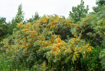 Hippophae on branch with green sheet in garden