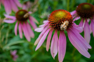 bees on flowers