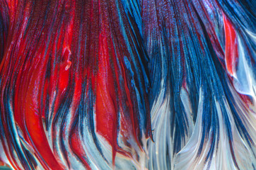 Abstract of closeup of brightly wrinkled of Betta fish, siamese fighting fish tail for background.