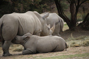 Obraz premium rhinocéros blanc