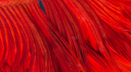 Abstract of closeup of brightly wrinkled of Betta fish, siamese fighting fish tail for background.