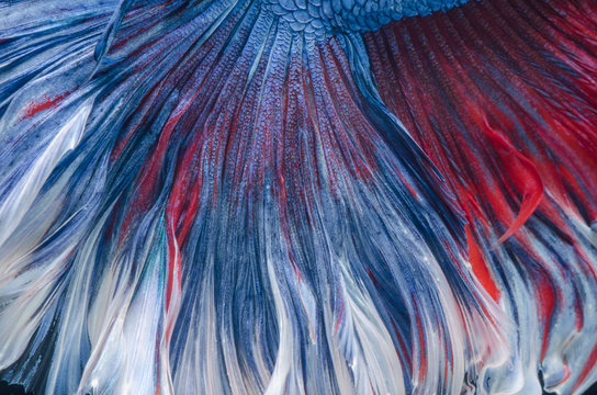 Abstract of closeup of brightly wrinkled of Betta fish, siamese fighting fish tail for background.
