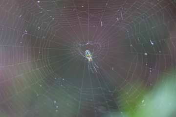 Colorful Orchard Orbweaver Spider (Leucauge venusta) on web in Loxahatchee Riverbend Park, Jupiter Farms, Palm Beach County, Florida, USA © A.J. Vanhooser