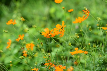 Fototapeta premium Yellow flowers in the garden near the house