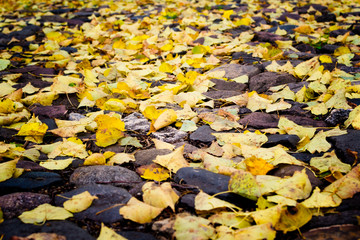Closeup view of fallen yellow leaves on cobble stone road.