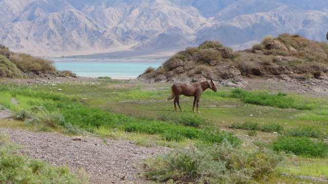 Horse for sale