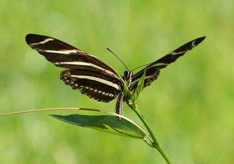 Zebra Longwing Butterfly (Heliconius charithonia) laying egss on a Corky-stemmed Passion Vine