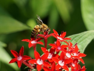 Western Honey Bee (Apis mellifera) feeding on red Pentas flowers