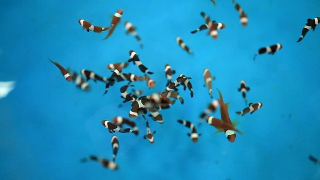 Baby Amphiprion fish or clown fish