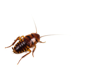 Cockroach on white background.