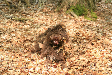 Dog with long hair rebel portrait high quality lagotto romagnolo rasta