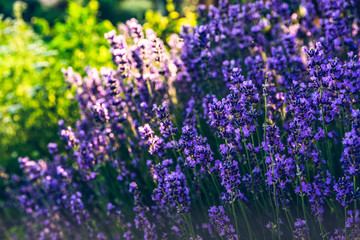 Lavender flowers colorfull background