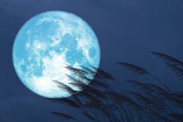 Fototapeta na wymiar blue strawberry moon on night red sky back silhouette grass flowers